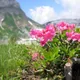 Hairy alpenrose