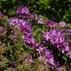 Pontic rhododendron