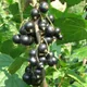 Blackcurrant