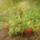 Redcurrant