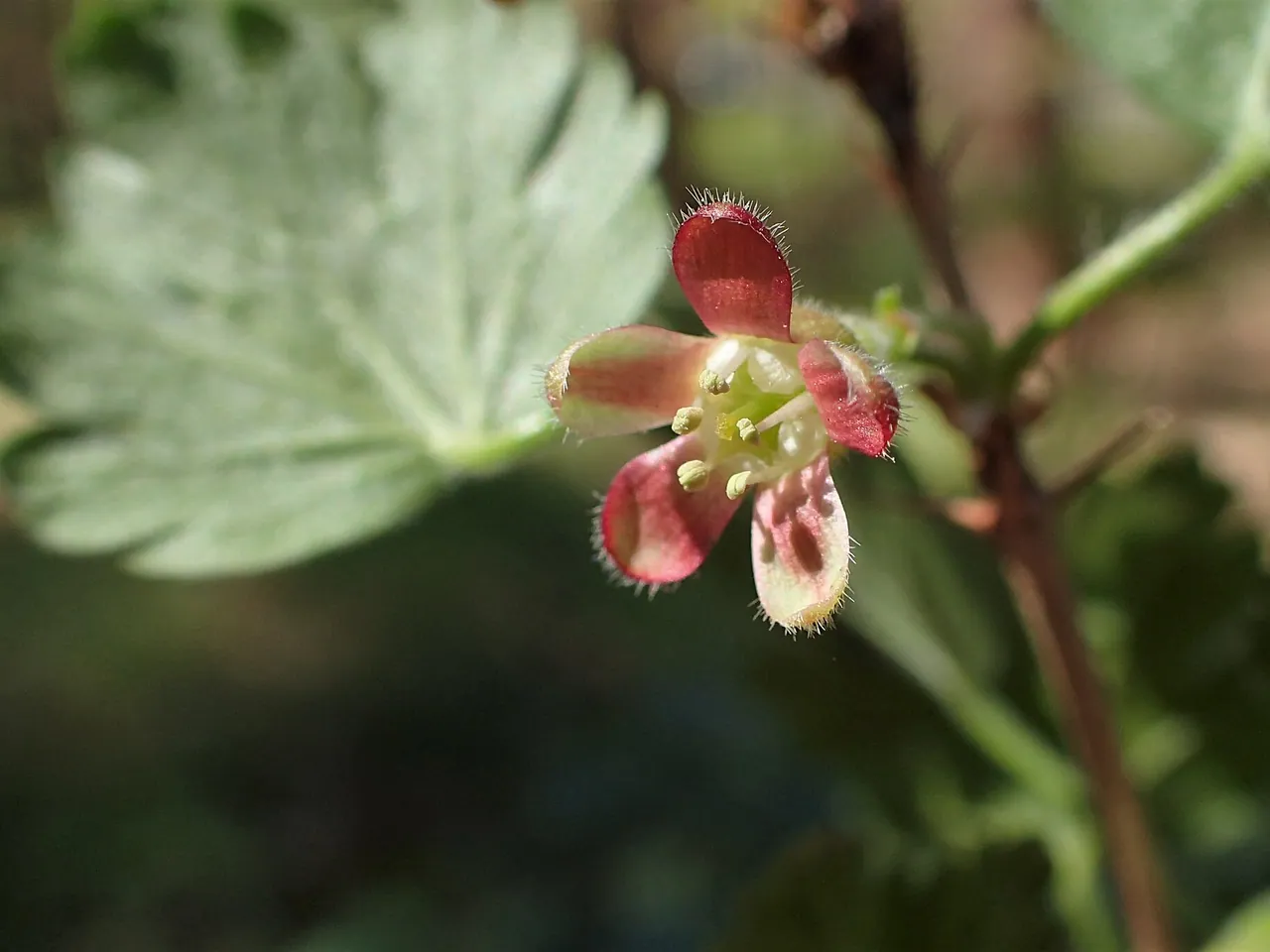 Gooseberry