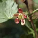 Gooseberry