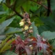 Castor bean