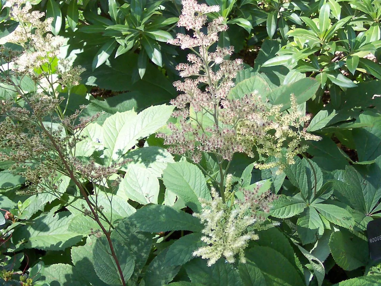 Rodgersia aesculifolia