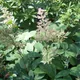 Rodgersia aesculifolia