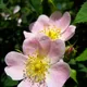 Dog rose
