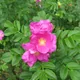 Rugosa rose
