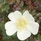 Burnet Rose
