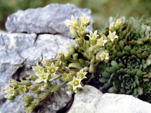 Rosularia platyphylla