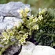 Rosularia platyphylla