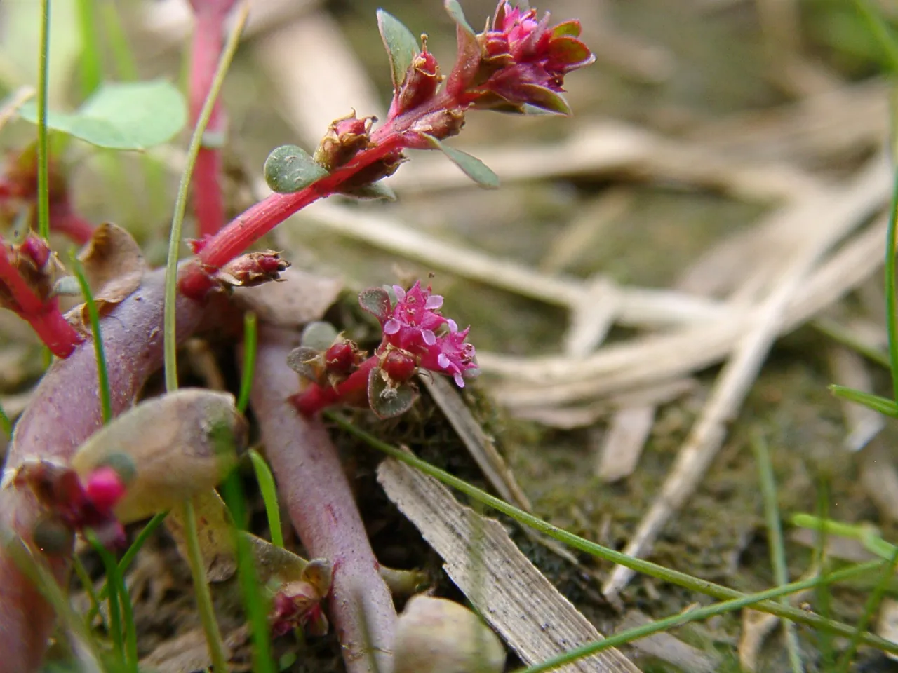 Rotala indica