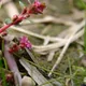 Rotala indica