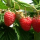 Raspberry
