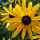 Rudbeckia fulgida