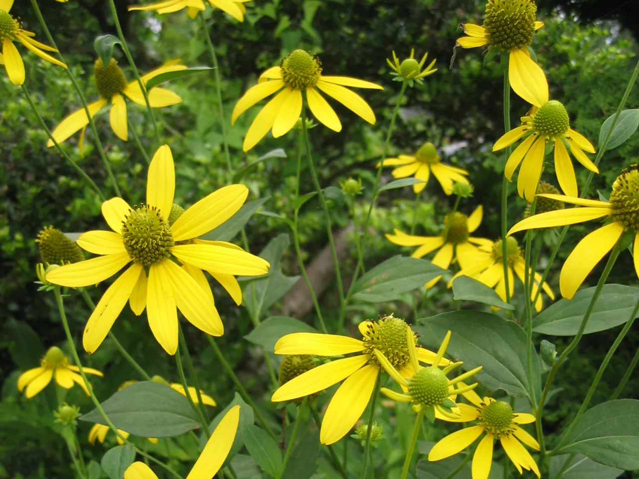 Brown-eyed Susan
