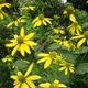 Brown-eyed Susan
