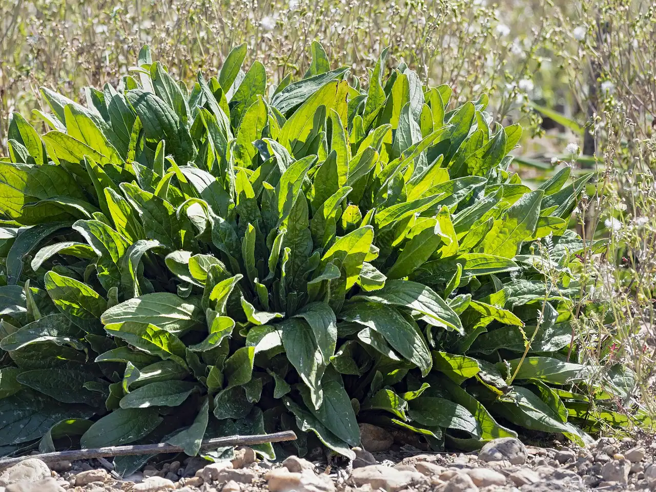 Common sorrel