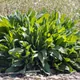 Common sorrel