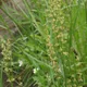 Common sheep sorre