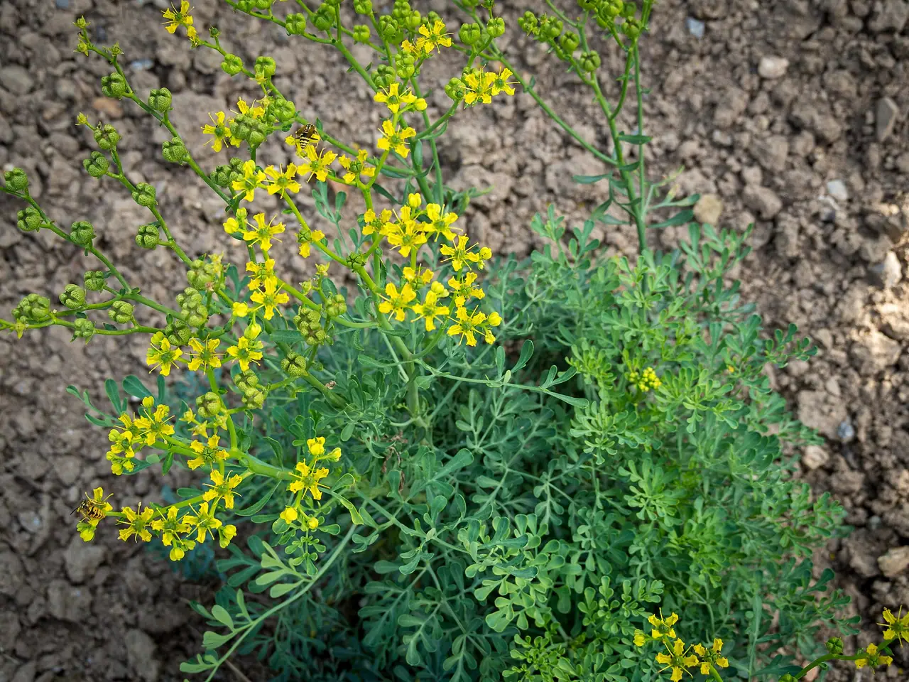 Common rue