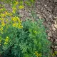 Common rue