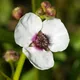 Sagittaria sagittifolia