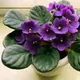 African violets