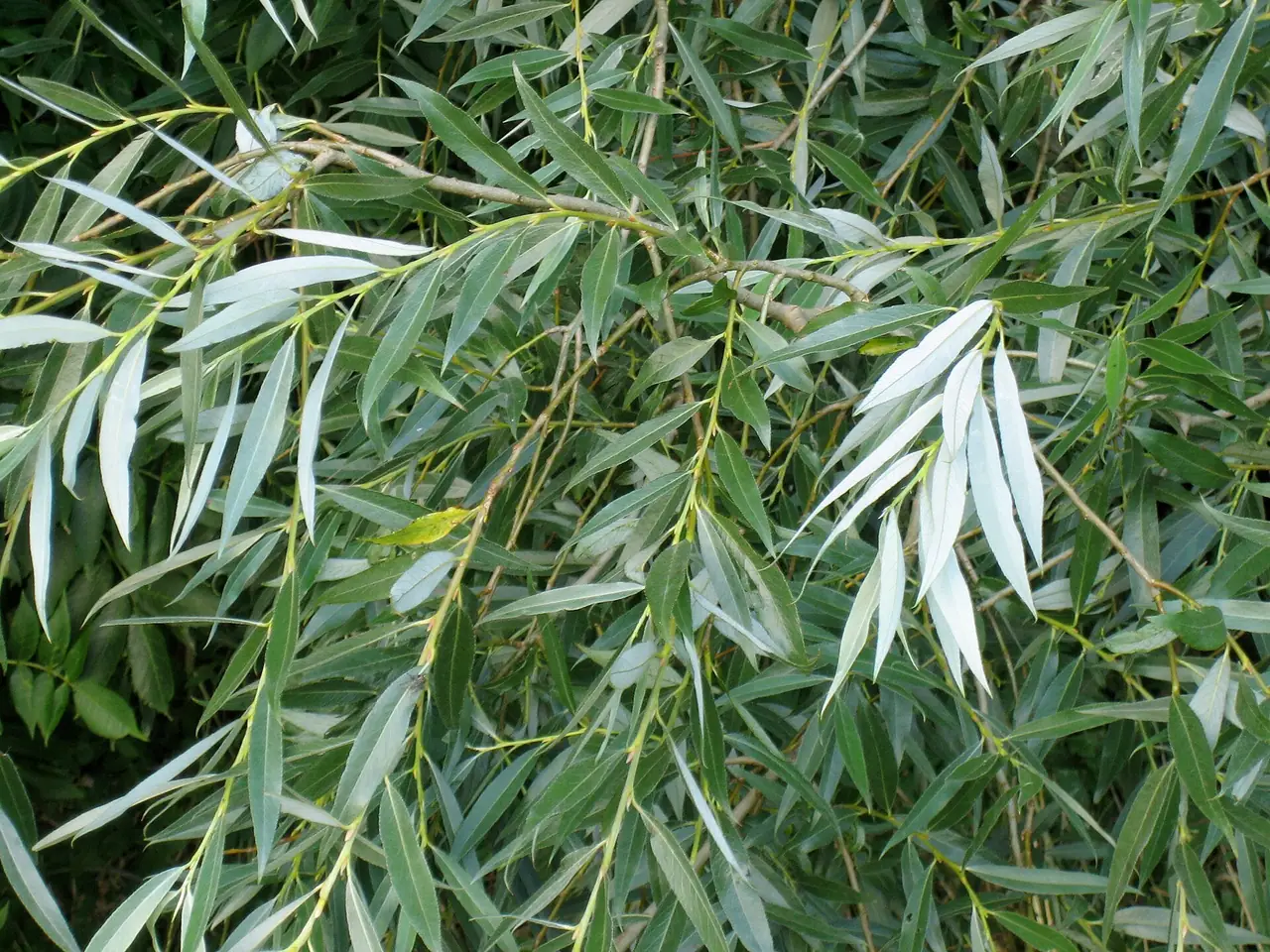 Golden willow