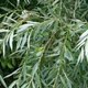 Golden willow