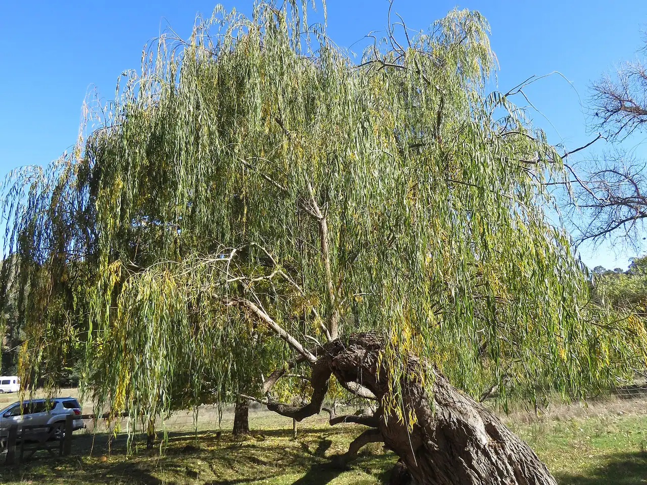 Babylon willow