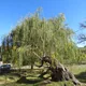 Babylon willow