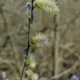 Goat willow