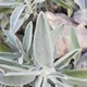 Sage