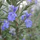 Rosemary