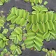 Floating fern