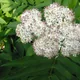 Sambucus ebulus