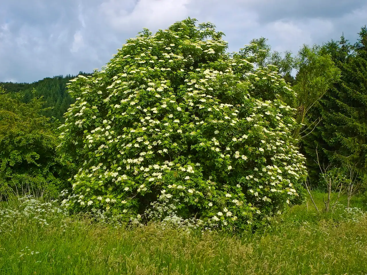 Elder
