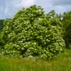 Elder