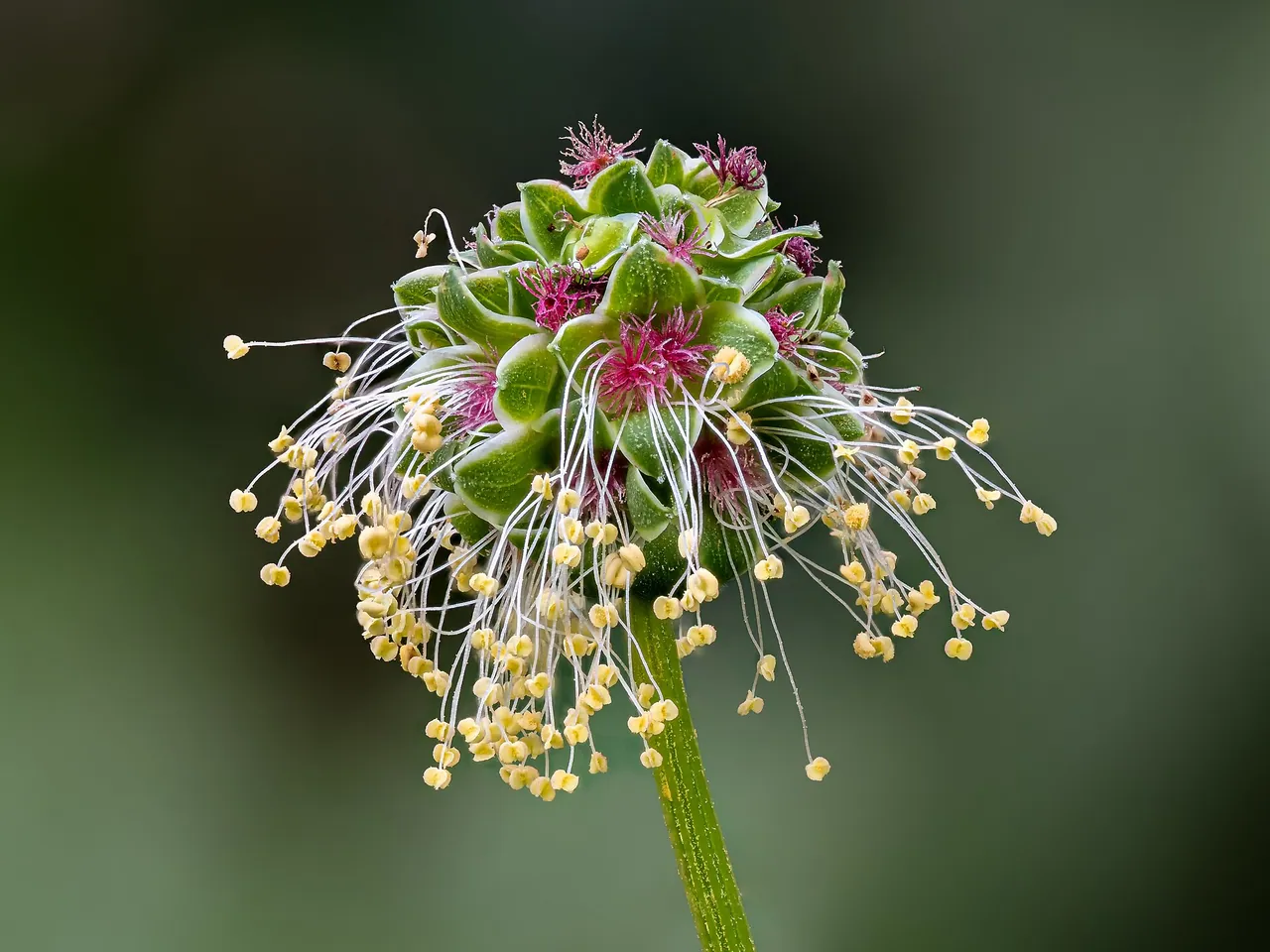 Garden burnet