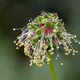 Garden burnet