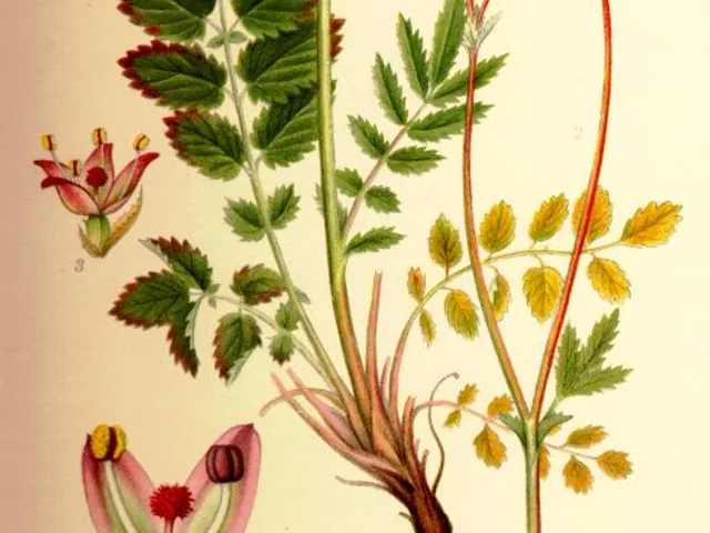 Great Burnet