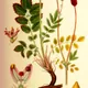 Great Burnet