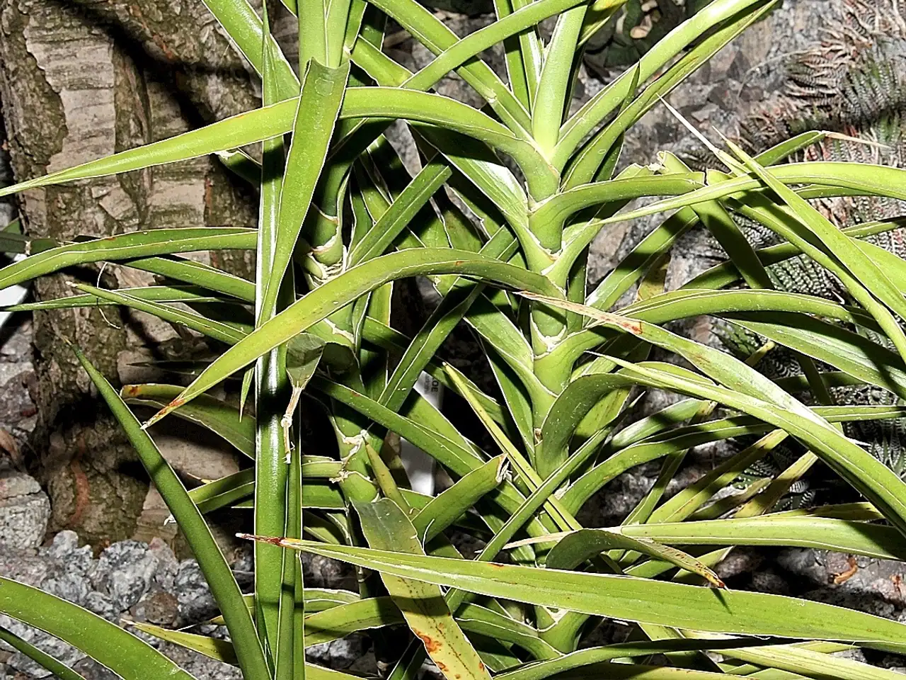 Arborescent sansevieria