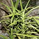 Arborescent sansevieria