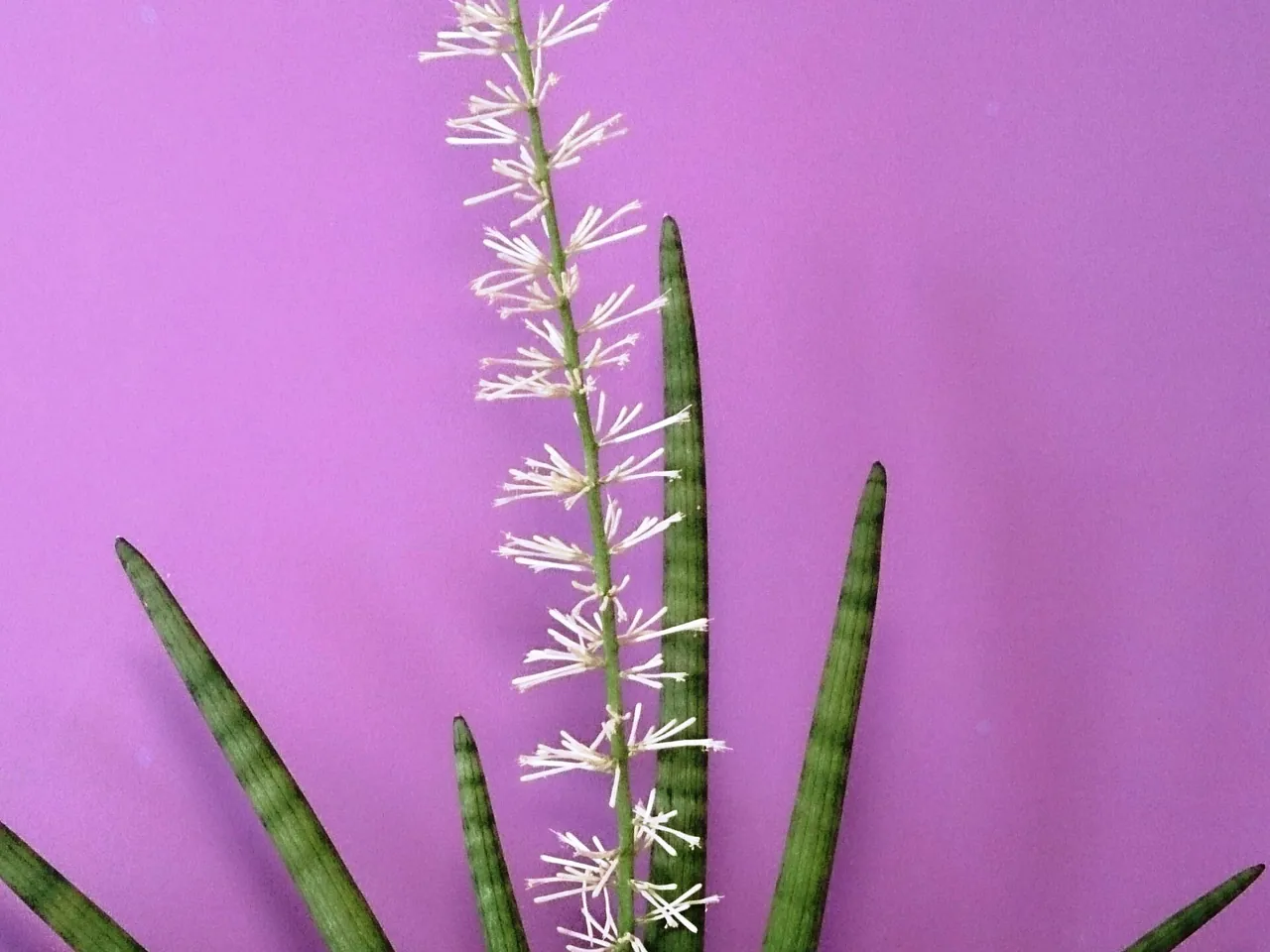 Sansevieria cylindrica