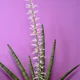 Sansevieria cylindrica