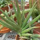 Sansevieria ehrenbergii