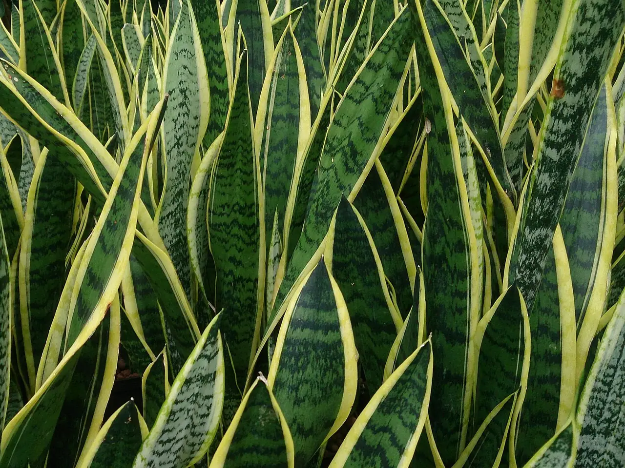 Snake plant
