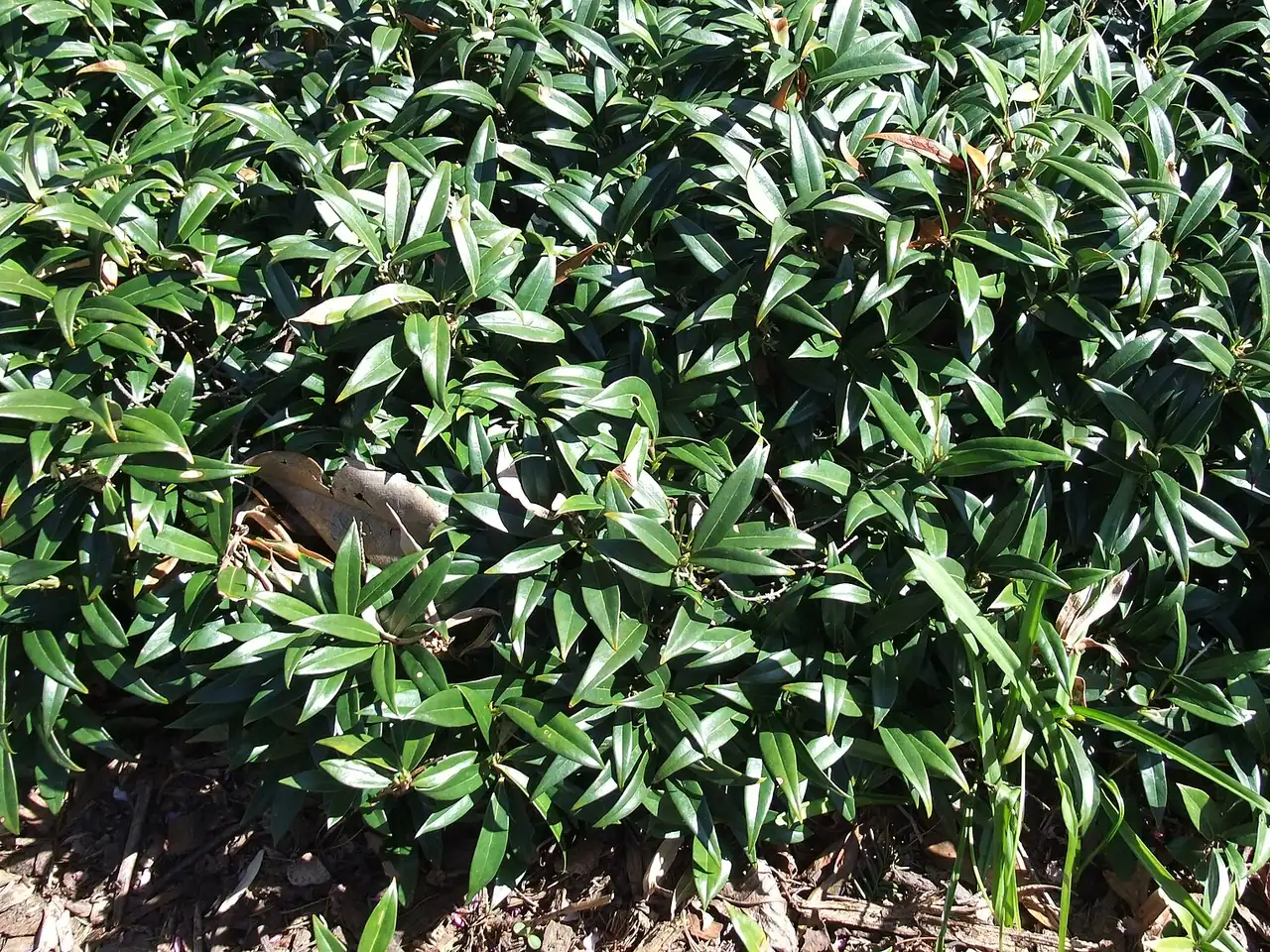 Sarcococca hookeriana