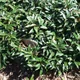 Sarcococca hookeriana